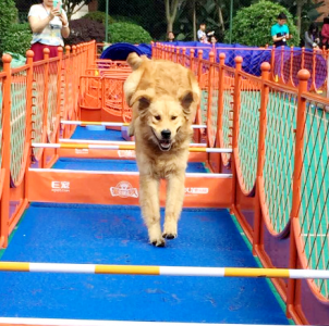 狗狗運(yùn)動(dòng)會(huì)